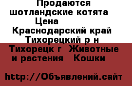 Продаются шотландские котята. › Цена ­ 2 000 - Краснодарский край, Тихорецкий р-н, Тихорецк г. Животные и растения » Кошки   